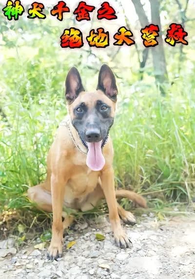 The Rescued Dog: The Desperate Rescue
