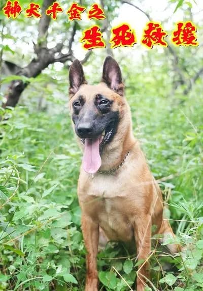 The Life-and-Death Rescue of the Divine Dog and the千金 Girl